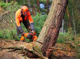 How Our Tree Care Process Works  in  Santa Clara, NM