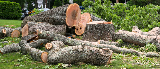 Best Hazardous Tree Removal  in Santa Clara, NM