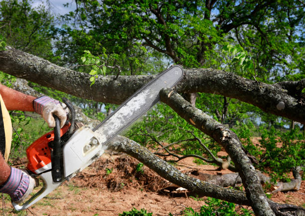 Professional Tree Care in Santa Clara, NM